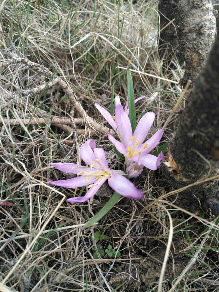  Colchicum varians